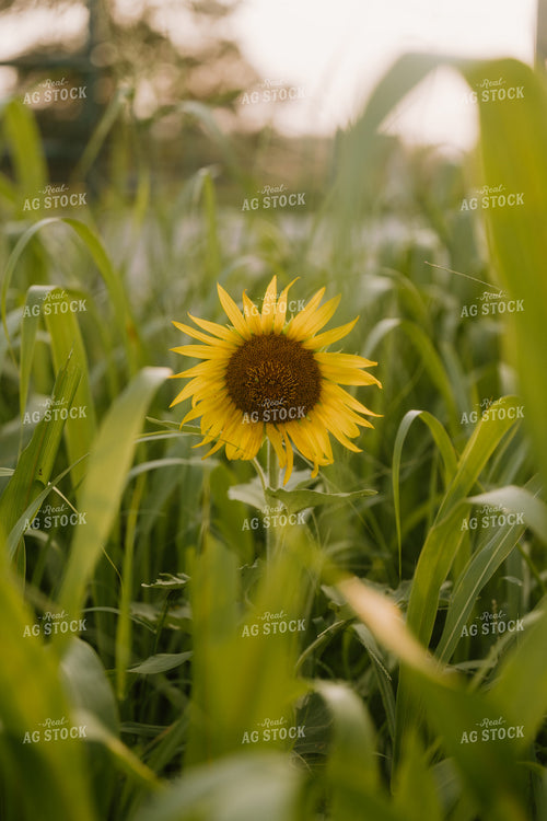 Sunflower 125387