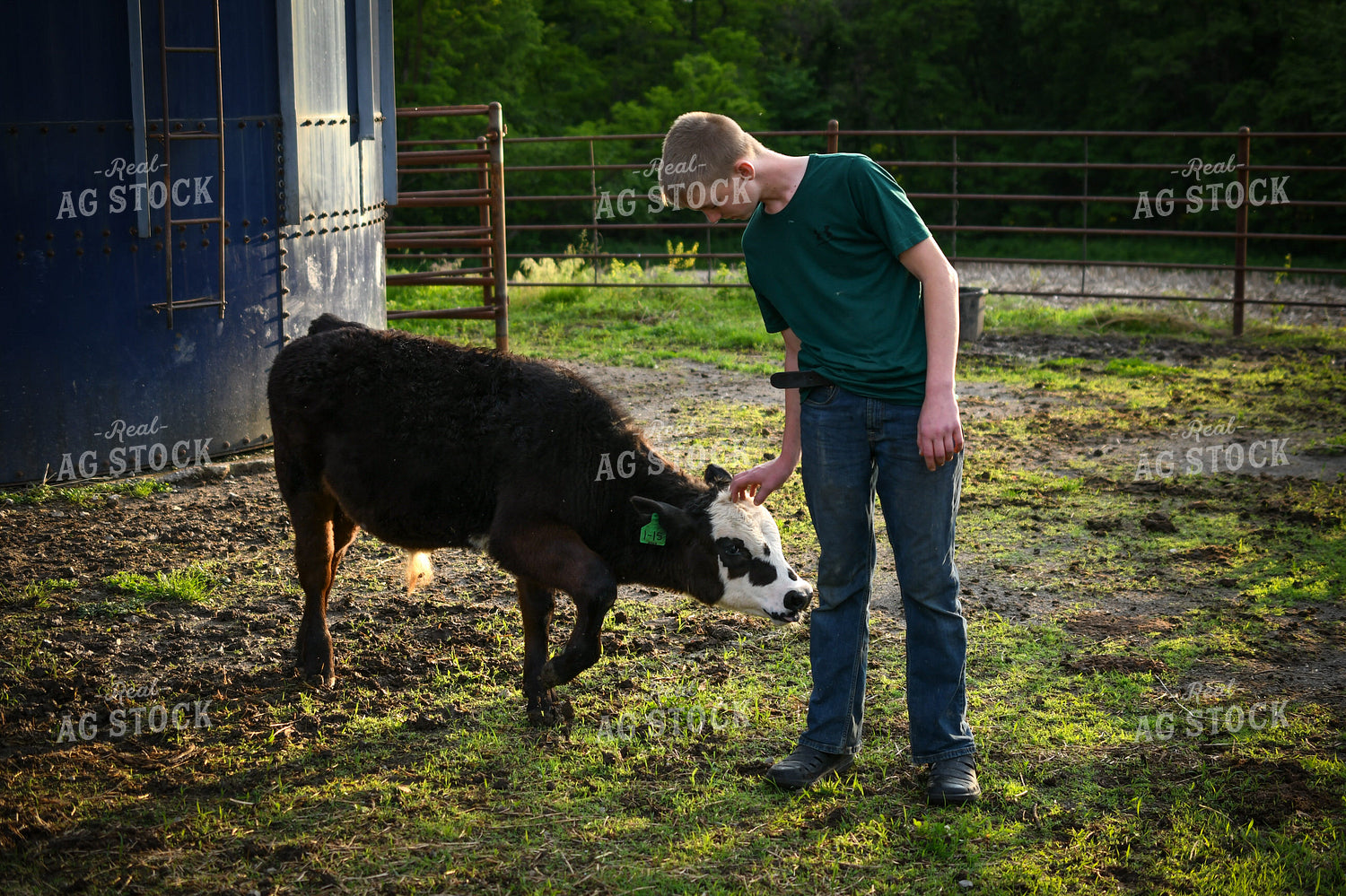 Farm Kid with Show Cattle 191171