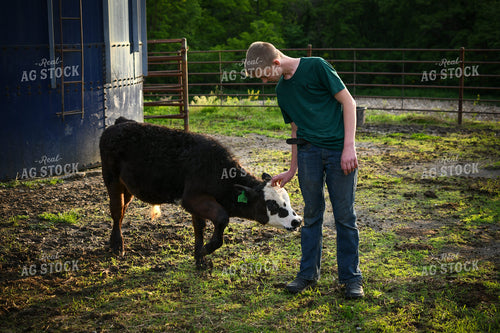 Farm Kid with Show Cattle 191171