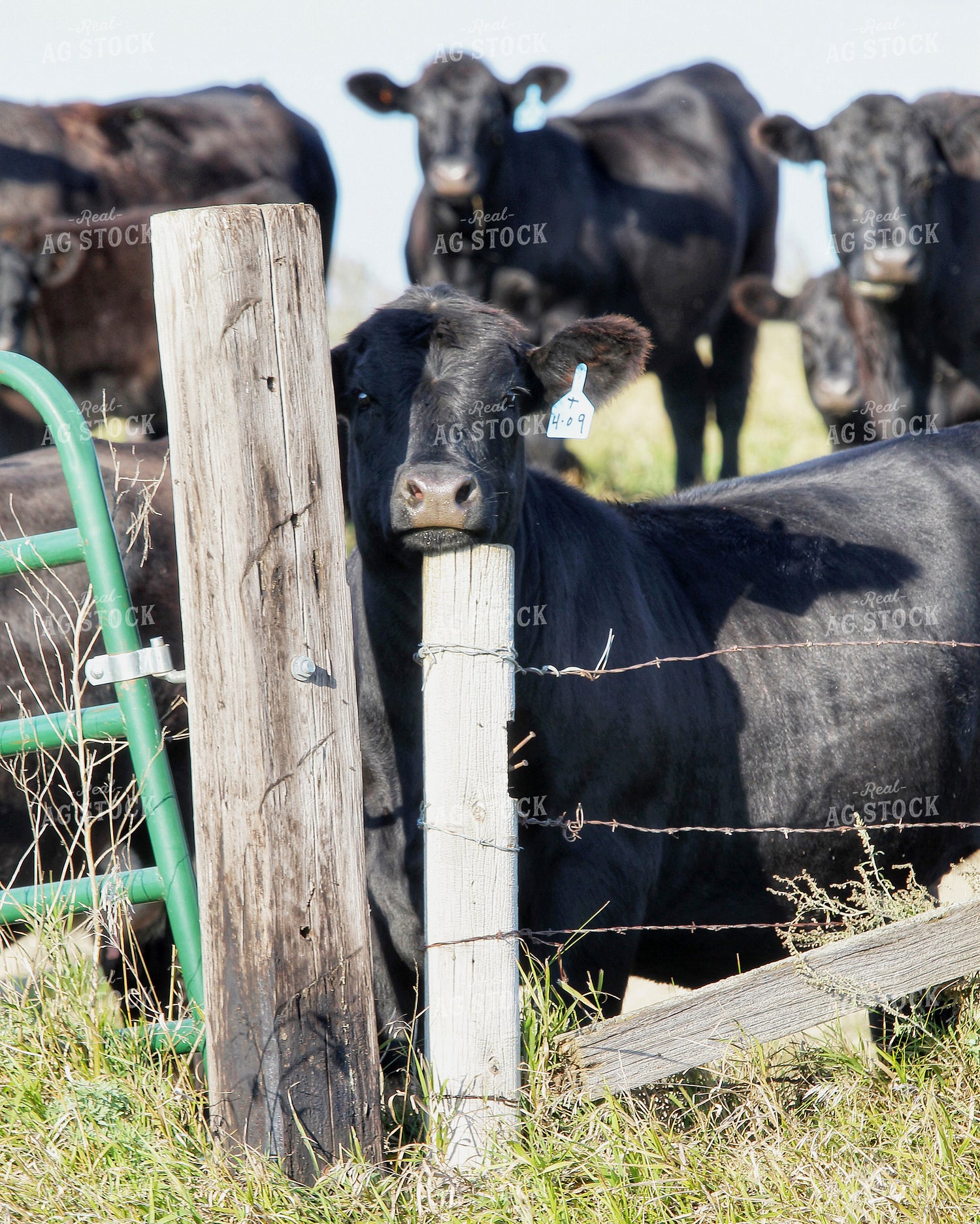 Cattle on Pasture 141427