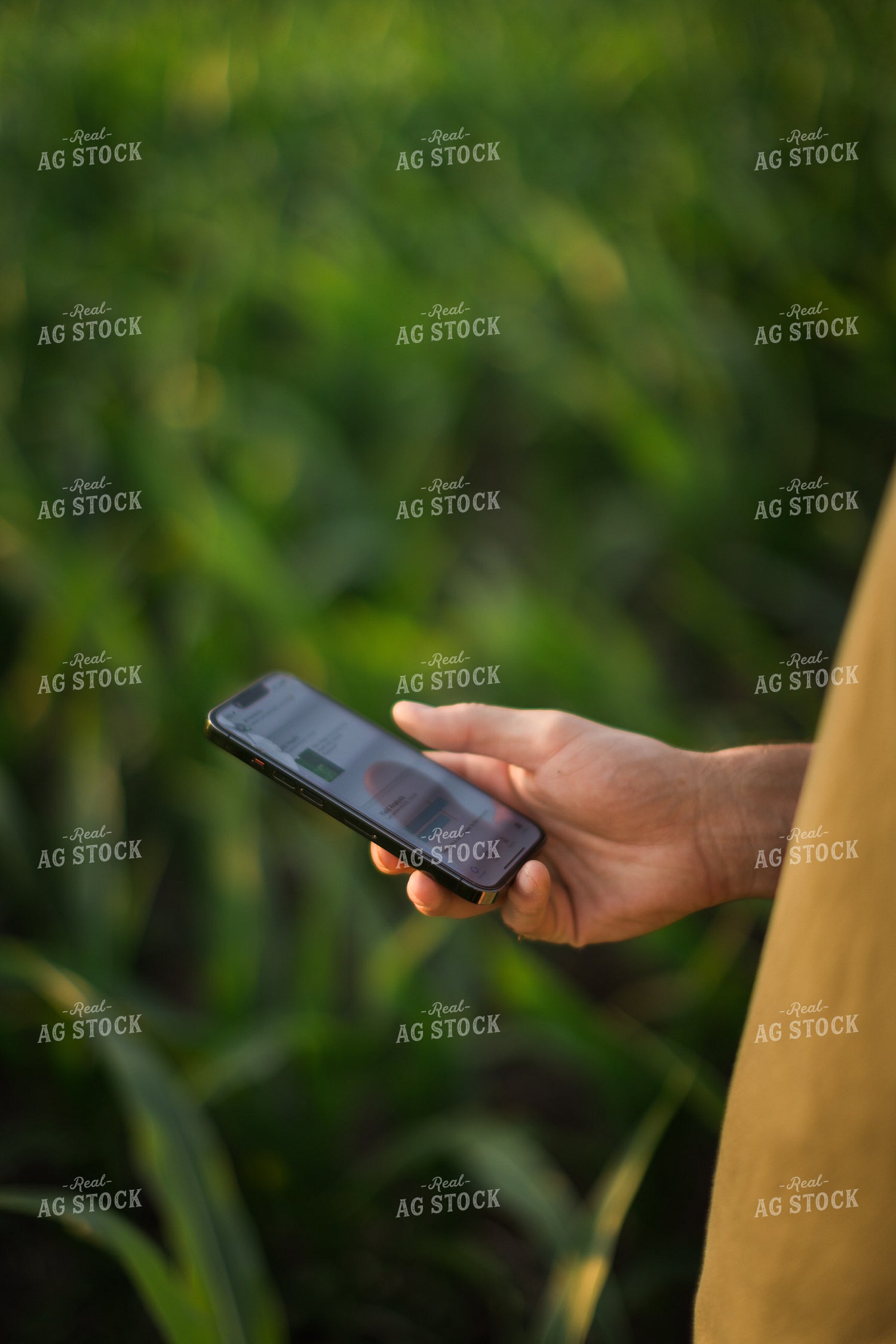 Farmer Using Phone in Corn Field 8161