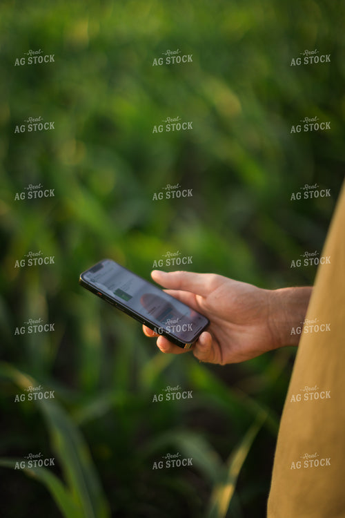 Farmer Using Phone in Corn Field 8161
