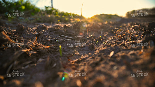 Corn Seedling at Sunrise 25017