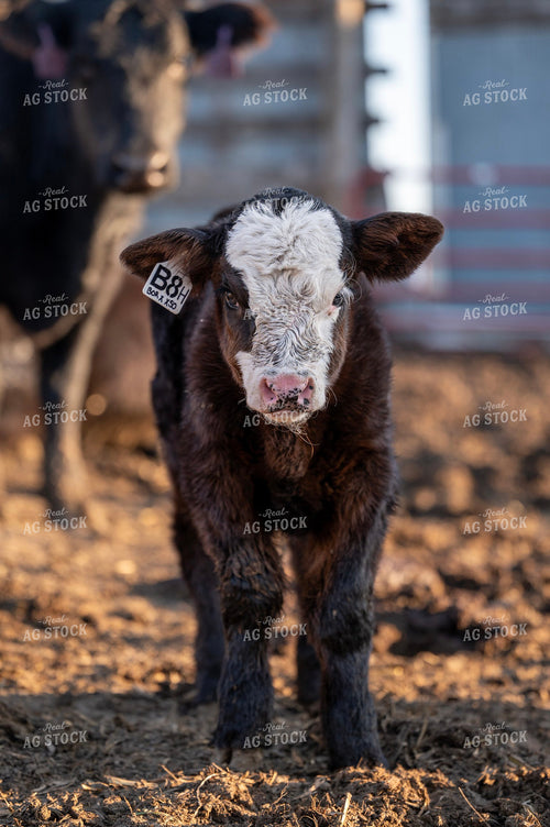 Black Baldy Calf 211003