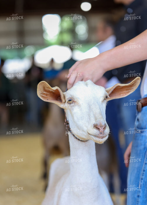 Showing Goats 160090