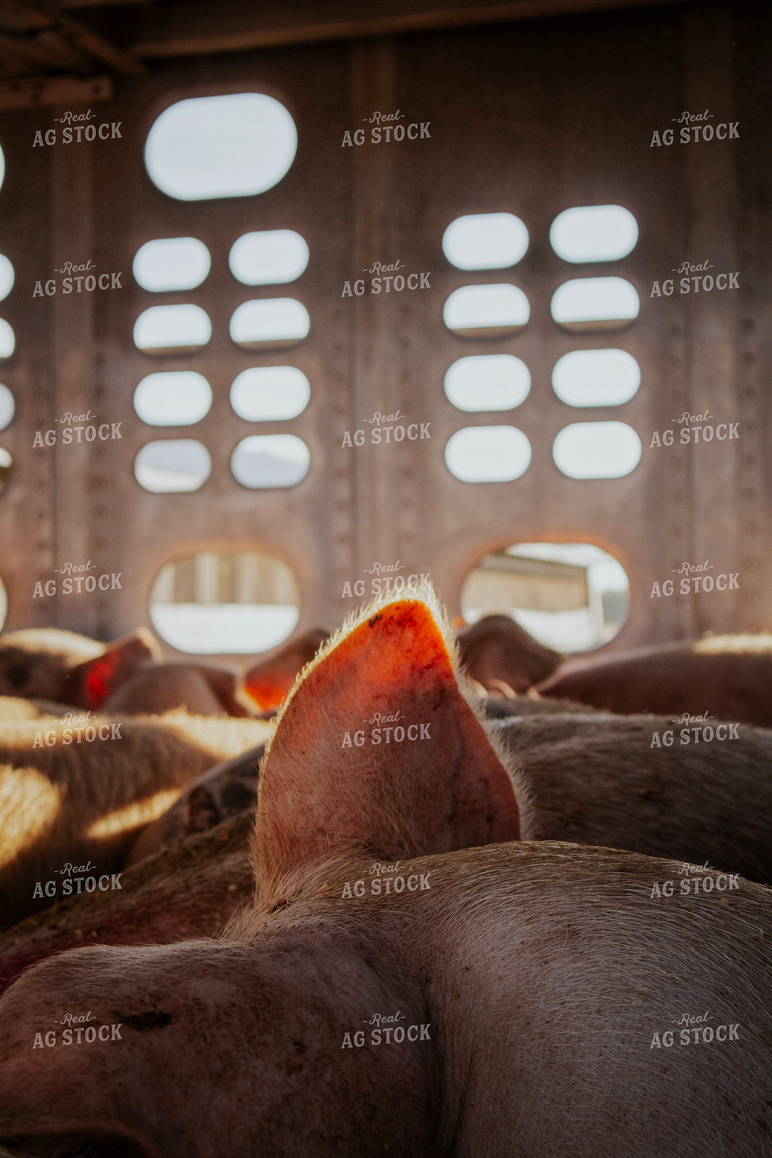 Pigs in Livestock Trailer 289031