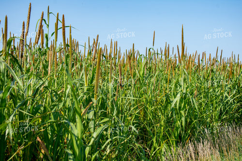 Midseason Mllet 156154