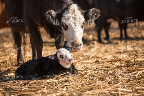 Black Baldy Cow Calf Pair 303015