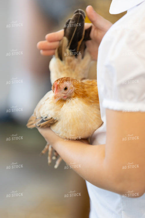 Judging Chickens at Fair 52501