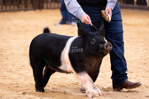 Showing Sheep 288026