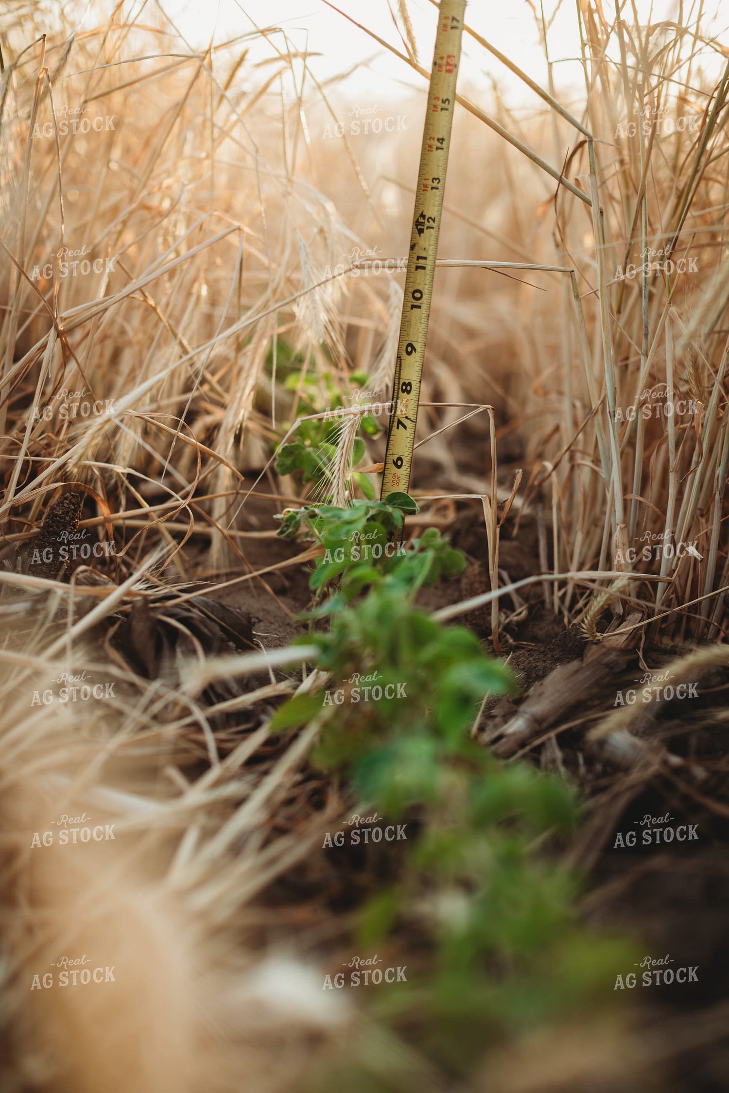 Farmer Agronomist with Tape Measure in Soybean and Rye Cover Crop Field 5859