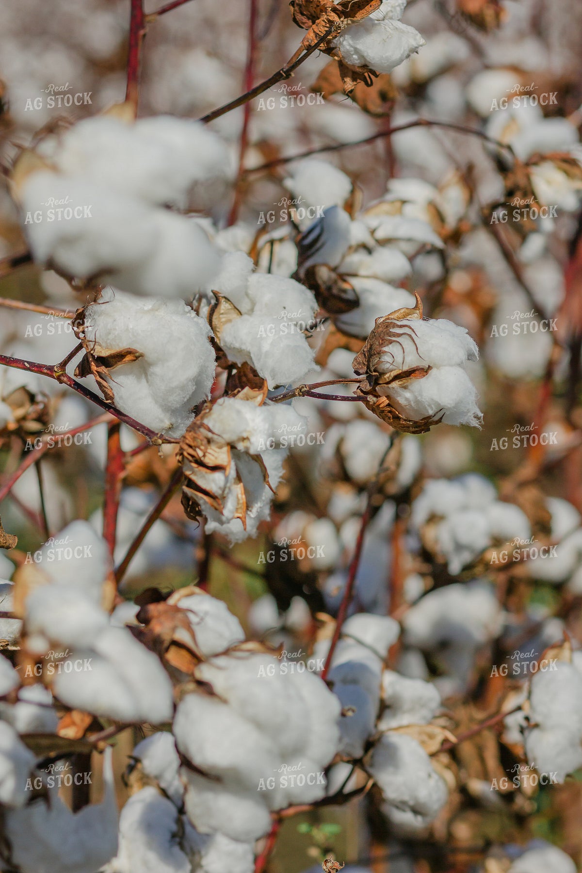 Cotton Bolls 291080