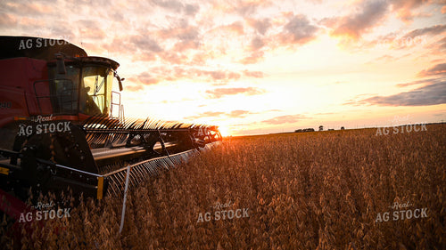 Combine Harvesting Soybeans 25743