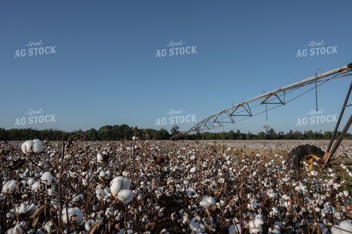 Irrigated Cotton Field 149070