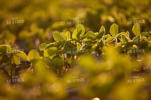 Soybeans - Mid-Season 1497