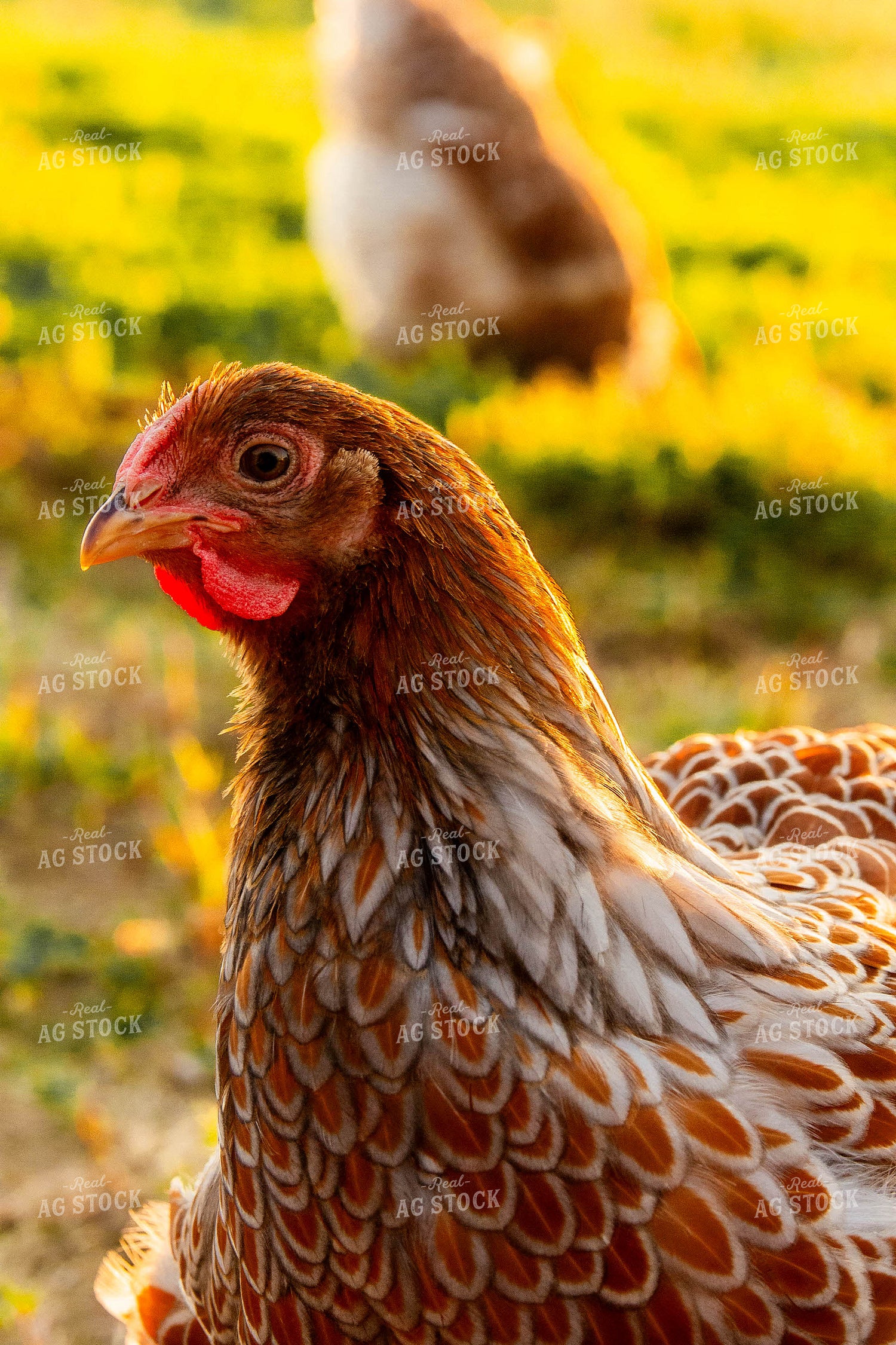 Chicken Close Up 299089