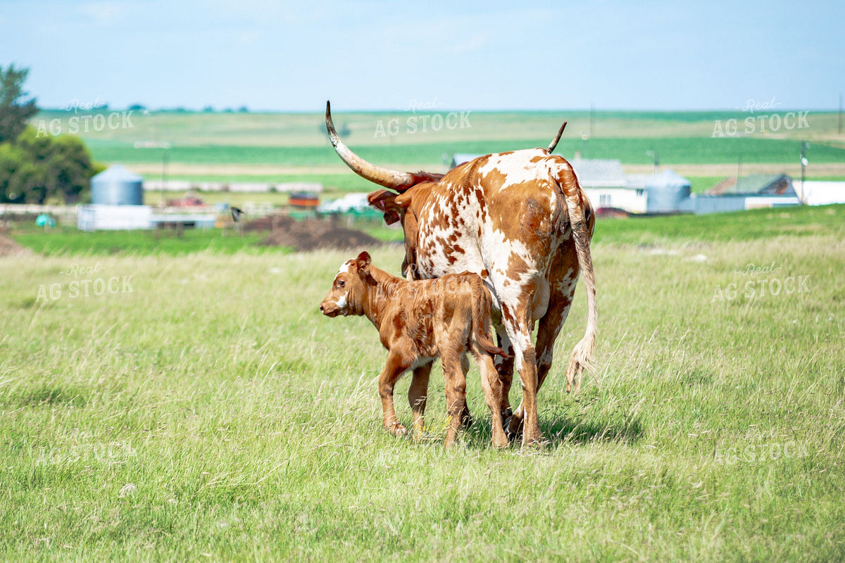 Texas Longhorn Cow and Newborn Calf in Green Pasture 406009
