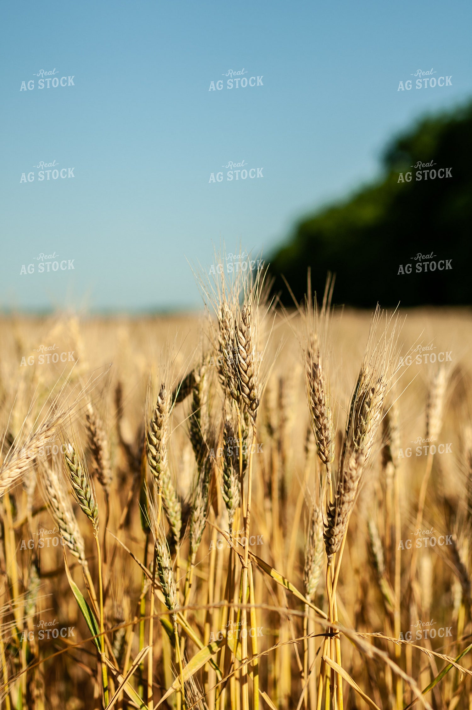 Dried Wheat in Field 59053