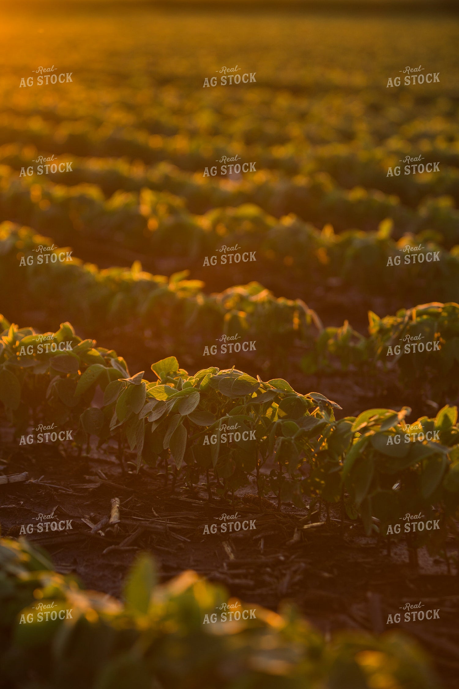Mid-Season Soybeans 7253