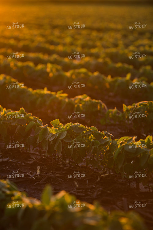 Mid-Season Soybeans 7253