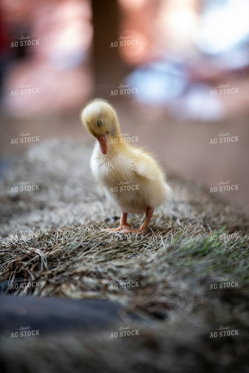 Duckling 197024