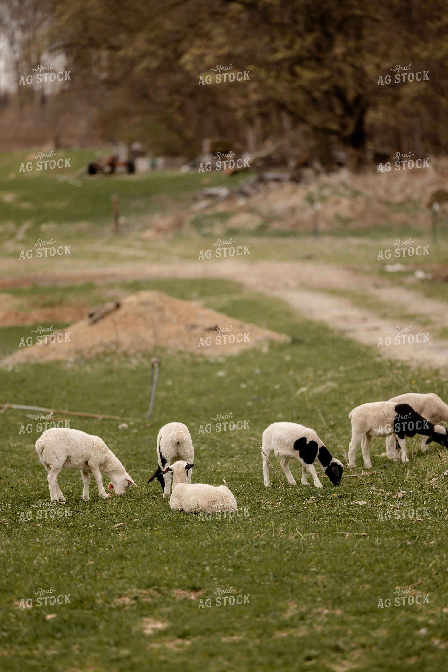 Sheep 104058