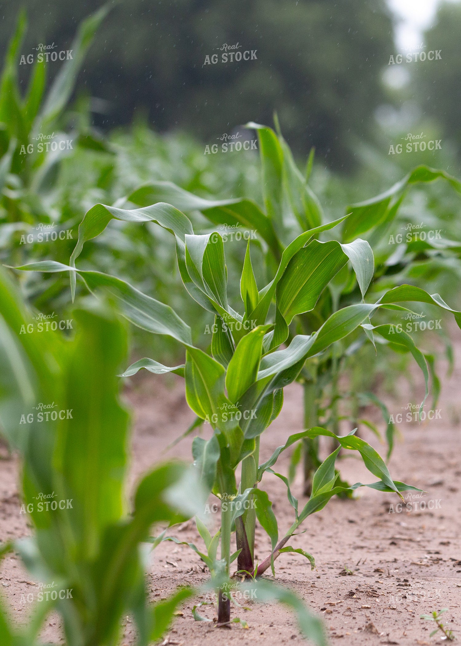 Mid-Season Corn Field 157216