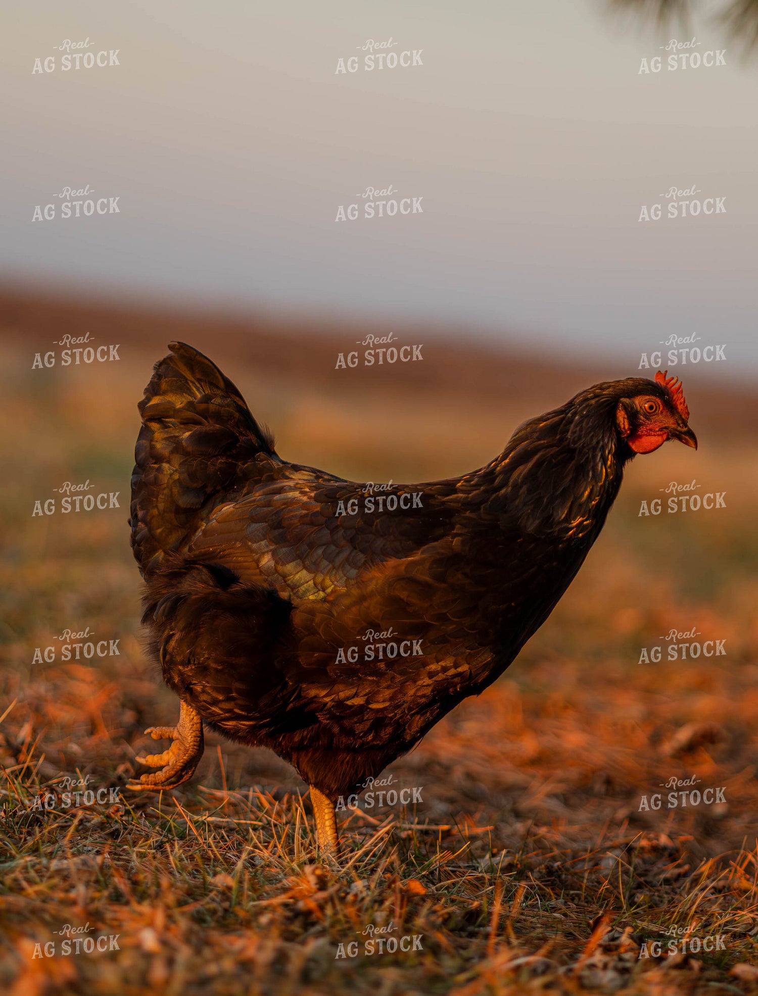 Black Star Chicken 289078