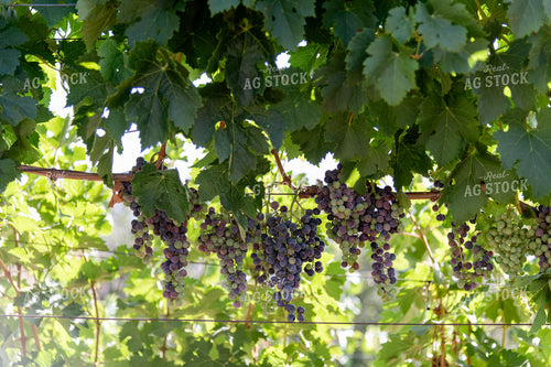 Vineyard Grape Production 107075