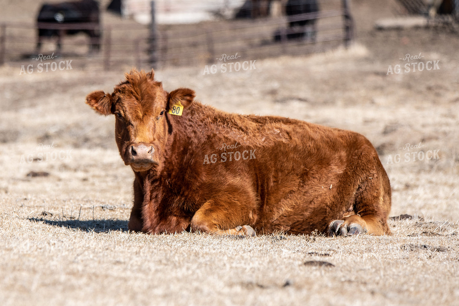 Red Angus Cow 193046