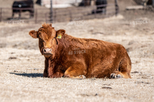 Red Angus Cow 193046