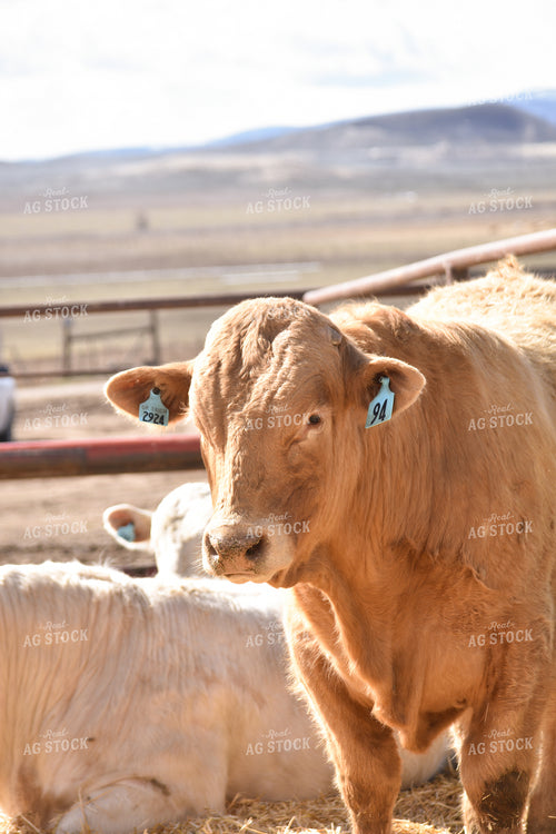 Cattle 263006