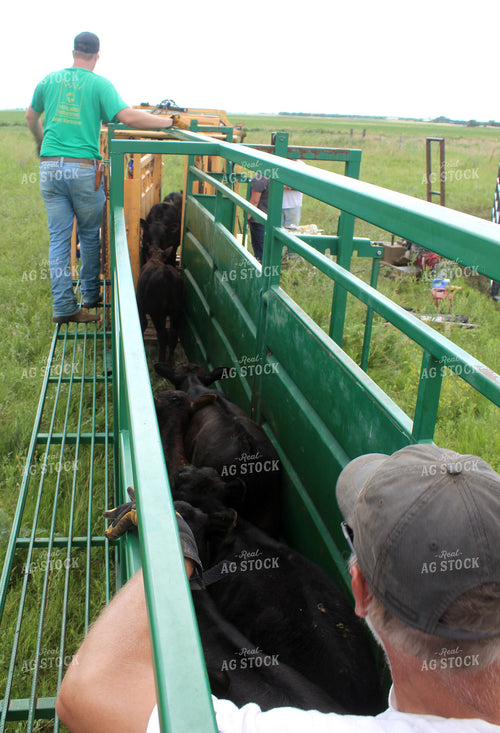 Farmers Working Cattle 141362