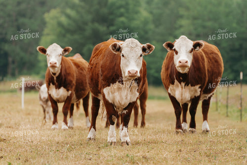 Hereford Cattle on Pasture 68165