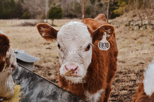 Hereford Cow Eating Out of Trough 125048