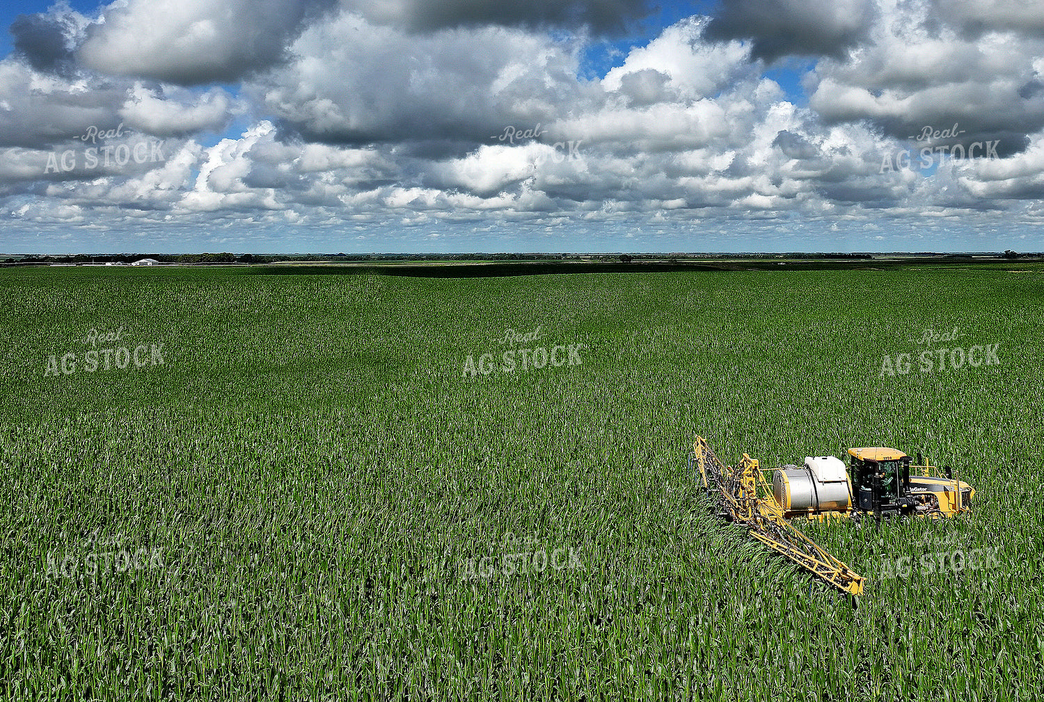 Y Dropping Corn 141357