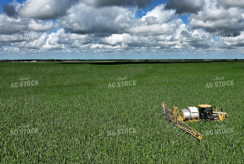 Y Dropping Corn 141357