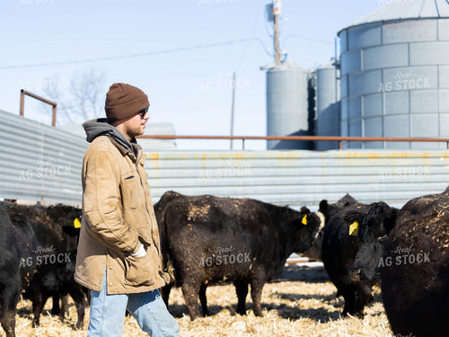 Angus Cattle in Farmyard 70174