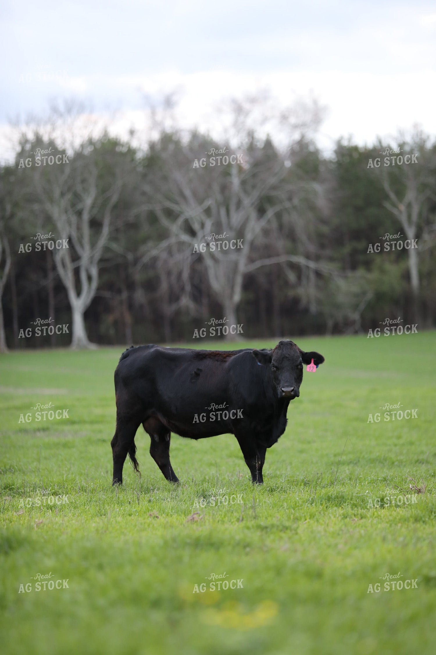 Angus Cattle 262010