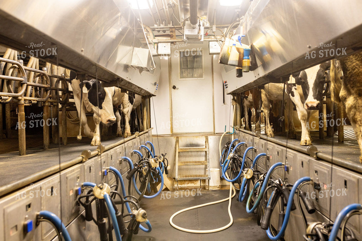 Holstein Dairy Cows in a Milking Parlor 405000