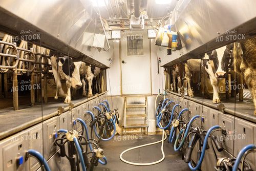 Holstein Dairy Cows in a Milking Parlor 405000