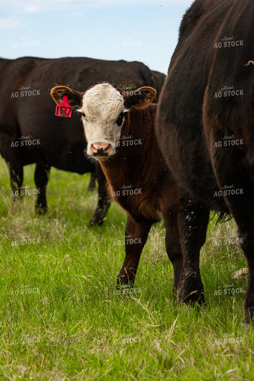 Angus Cow Calf Pair 155201