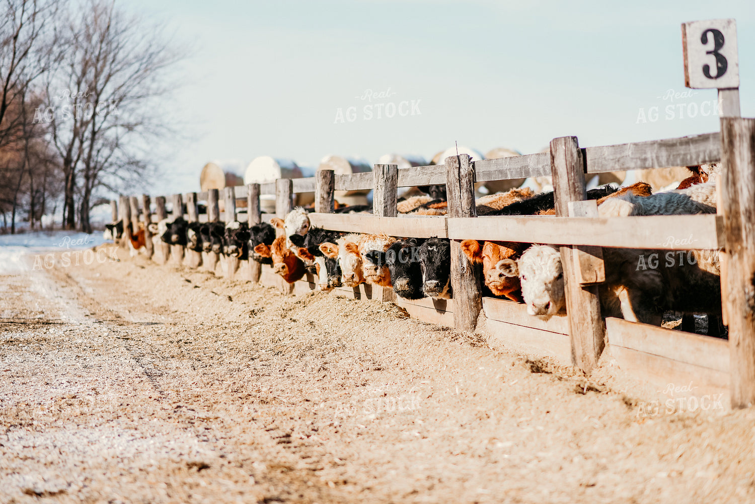 Cattle at Feed Bunk 64119