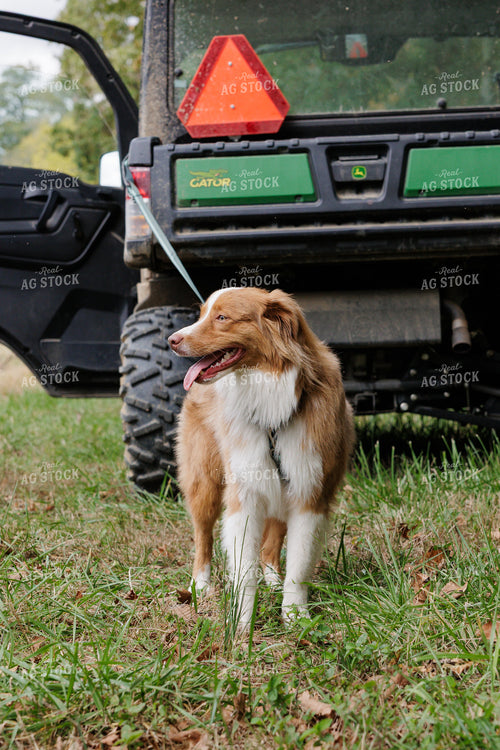 Farm Dog By Gator 295047