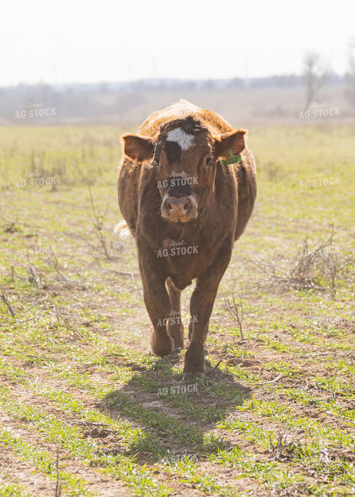 Cattle Grazing on Cover Crop 231116