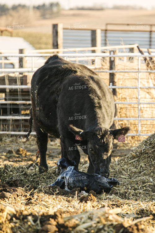 Cow Giving Birth to Calf 70115