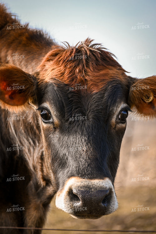 Jersey Calf 166013