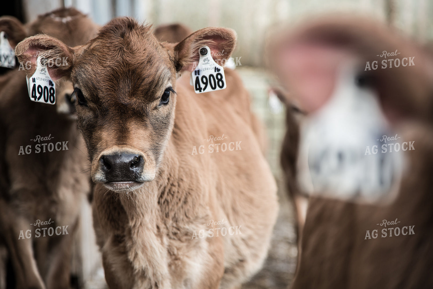 Brown Swiss Calf 250143
