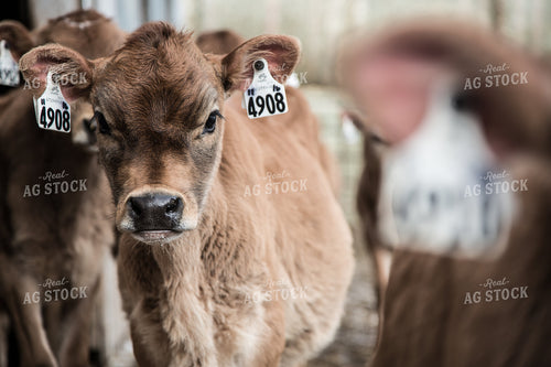 Brown Swiss Calf 250143
