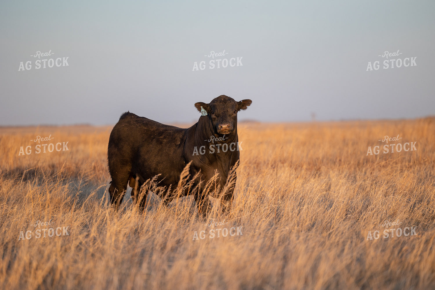 Angus Bull on Pasture 72129